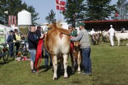 Stemning 1 fredag - Bedste Limousine Hundyr er udtaget. Her er det Kjeldgaard Delores.