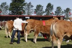 Stemning 1 fredag - Dommeren gav et klap til Bedste Limousine Hundyr.