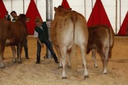 Stemning 1 fredag - Mille Kragelund tjekker professionelt benstillingen på koen.