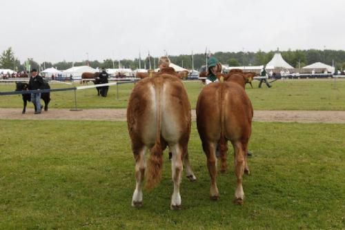 Stemning torsdag 1 - Tyr3e 10-12 mdr. Fløj til tyr fra Lilholdt Holbar fra Lilhodt Limousine v. Susanne og Dan Have.