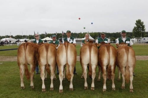 Stemning torsdag 1 - Kvier 12-14 mdr. Fløj til Granly Holly P. fra Granly Limousine v. Bent Kloster.