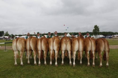 Stemning torsdag 1 - Kvier 14-16 mdr. Fløj til Lindegård Herdis fra Lindegården Limousine v. A. og P. Kragh Madsen.