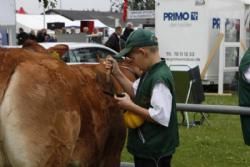 Stemning torsdag 1 - Limousiner er nu dejlige - og det er Limousinebørnene også.