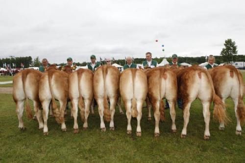 Stemning torsdag 1 - Kvier 18-21 mdr. Fløj til Lindegården Gine fra Lindegården Limousine v. A. og P. Kragh Madsen.