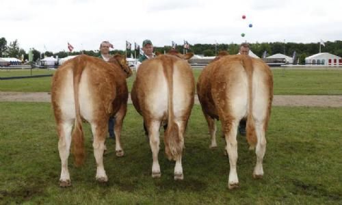 Stemning torsdag 1 - Kvier 27-30 mdr. Fløj til Snap P Lady Godiva fra Lomholdt Limousine v. Thomas Lomholdt.