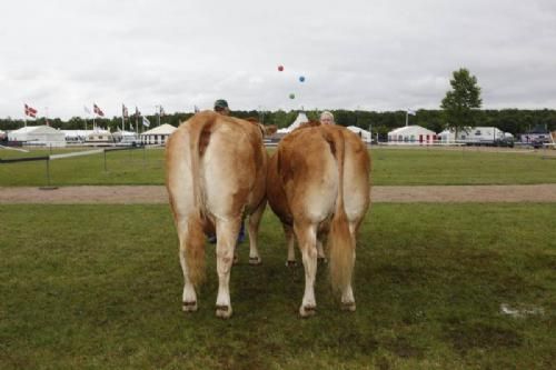 Stemning torsdag 1 - Køer over 5 år uden kalv. Fløj til Bækgård Dangirl fra Ivar Nielsen. 