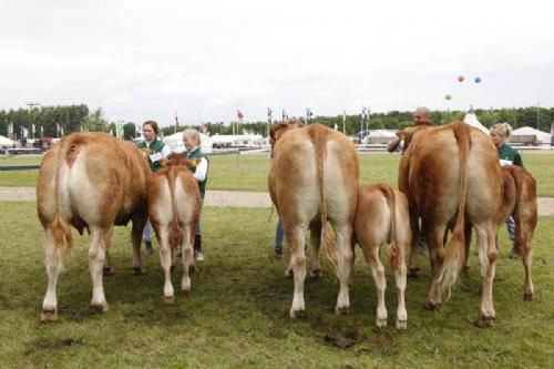 Stemning torsdag 1 - Køer under 3 år med kalv. Fløj til Borre Flica. Ejer Bøgely Limousine v. Tommy Jessing.