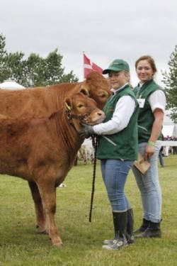 Stemning torsdag 1 - Kønne Limousinepiger!