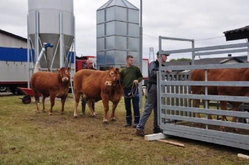 Stemningsbilleder  - Landsskuet starter for udstillerne onsdag eftermiddag / aften, hvor dyrene ankommer, bliver installeret og vejet.