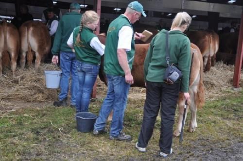 Stemningsbilleder  - Derefter handler det om at få alle dyrene gjort helt færdige, så de er klar til at komme til bedømmelse