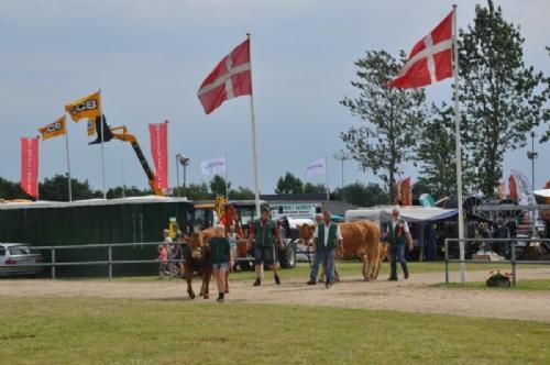 Stemningsbilleder  - Limousinerne på vej til Interbreed-konkurrencen, der er et af lørdagens højdepunkter. Bedste hundyr og bedste handyr fra hver race dyster mod hinanden. 