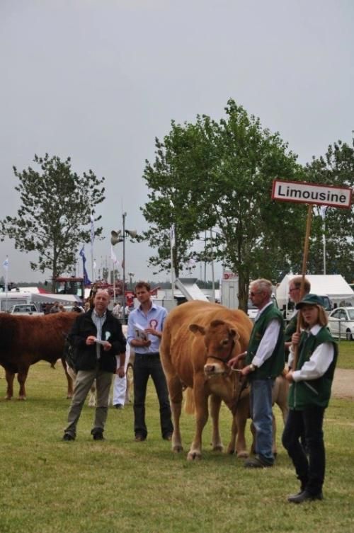 Stemningsbilleder  - Fanen holdes højt for limousinerne, men det hjalp ikke. Limousine blev nummer tre både for hundyr og handyr.