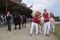 Stemningsbilleder  - Interbreed blev vundet af angus (bedste handyr) og simmentaler (bedste hundyr)