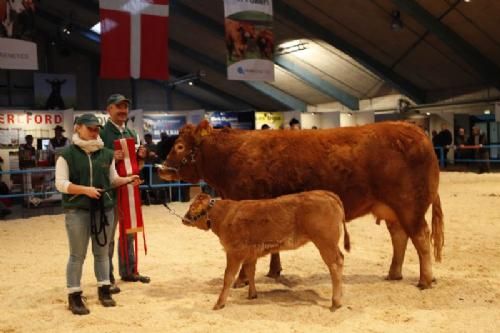 Stemningsbilleder 1 - Køer 3-5 år. Der var ærespærmie til skuets eneste Limousineko, Karensminde Dora fra Søren Hedegaard Jensen. (se mere under menuen Ærespræmiedyr)