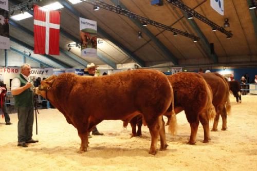 Stemningsbilleder 1 - Tyre over 36 mdr. Søgård Eli fløj og ærespræmie. Ejer Sofiedal Limousine v. Helle og Flemming Jensen.(se mere under menuen Ærespræmiedyr)