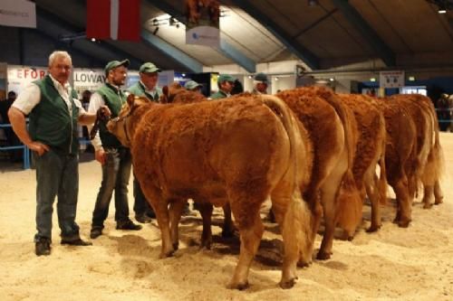 Stemningsbilleder 1 - Kvier 18-21 mdr. Fløj og ærespræmie til Sofiedal Gina. Ejer Sofiedal Limousine v. Helle og Flemming Jensen. (se mere under menuen Ærespræmiedyr)