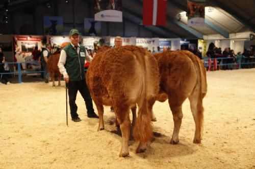 Stemningsbilleder 1 - Kvier 21-24 mdr. Fløj og ærespræmie til Grunnet Gold. Ejer Grunnet Limousine v. Søren Grunnet. (se mere under menuen Ærespræmiedyr)