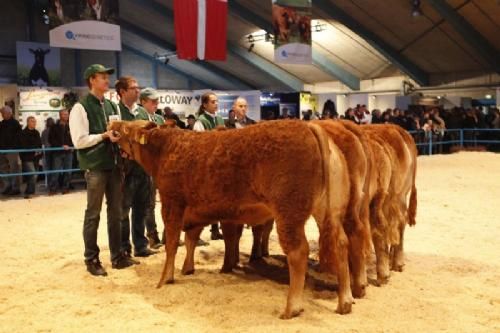 Stemningsbilleder 1 - Kvier 14-16 mdr. Sofiedal Gefion fløj. Ejer Sofiedal Limousine v. Helle og Flemming Jensen.