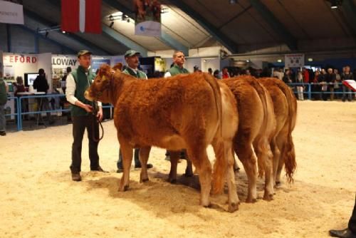 Stemningsbilleder 1 - Kvier 16-18 mdr. Fløj og ærespræmie til Feldborgs Goldie. Ejer Johnny Henriksen. (se mere under menuen Ærespræmiedyr)