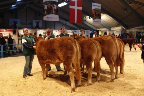 Stemningsbilleder 1 - Kvier 12-14 mdr. Granly Gucci fløj og ærespræmie. Ejer Granly Limousine v. Bent Schultz Kloster.(se mere under menuen Ærespræmiedyr)