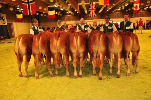 Stemningsbilleder 1 - Yderst til højre, kvier 6-8 mdr. ene i sit hold Lilholdt Gabriella, ejet af Dan Have. Ellers har vi kvier  8-10 mdr. Fløj Risvang Gabriella ejet af Søren Grunnet.