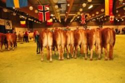 Stemningsbilleder 1 - Kvier 24-27 mdr. Fløj Kærsgaards Fine. Ejer Helle og Jesper Boll-Kragelund.