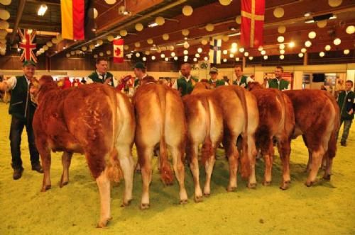 Stemningsbilleder 1 - Opstilling til Bedste yngre kvie. Tommy Jessing med Borre Flica løb af med sejren.