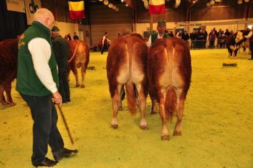 Stemningsbilleder 1 - I dette hold med tyre 14-16 mdr. blev Lene & Laurids Thomsen’s tyr, Slifssø Fagot, placeret på fløjpladsen.