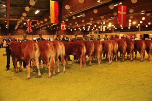 Stemningsbilleder 1 - Et stort hold af kvier 14-16 mdr. Fløjplads til Borre Flica, ejet af Tommy Jessing.