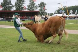 Stemningsbilleder 1 - Træt af al det dyrskuepjat! Camilla med en kravlende ko.