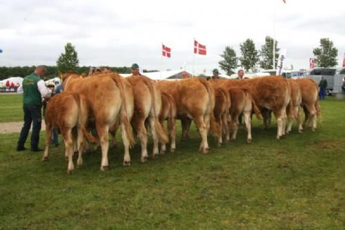 Stemningsbilleder 1 - Køer 3-5 år med kalv: Fløj, 24 point og ærespræmie samt Bedste Hundyr: Kærsgaards Casablanca. Far Hammel Valiant, morfar Hammel Oberst. Ejer Kærsgaard Limousine.