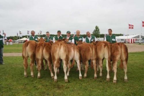 Stemningsbilleder 1 - For første gang nogen sinde kunne kvier 6-8 måneder udstilles alene. Fløj til Kærsgaards Frances.