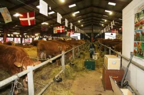 Stemningsbilleder 1 - Landsskuet 2011. Alle Limousinerne på plads i stalden onsdag aften. Strøet og fodret.