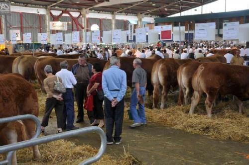 Stemningsbilleder 1 - Dyrskuet tiltrækker rigtig mange mennesker, som her har mulighed for at se resultatet af avlsarbejdet fra de bedste avlere i Frankrig – og måske købe en ny tyr eller kvie..?