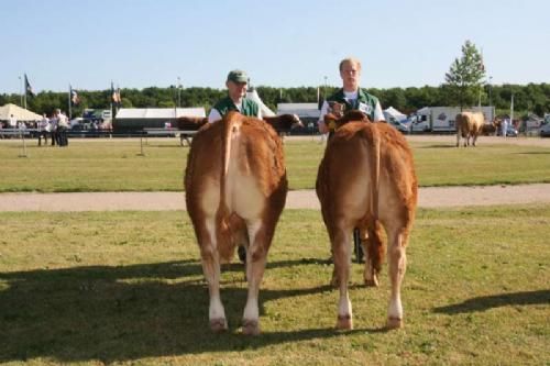 Stemningsbilleder 1 - Tyre 8-10 mdr.: Fløj Vejlmose Eros fra Jan P. Jensen, Gjern. Tyren blev senere tilkendt 24 point og ærespærmie samt titlen Bedste Yngre Tyr.