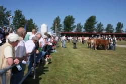 Stemningsbilleder 1 - Mange ville se Limousinebedømmelsen i det solrige vejr.