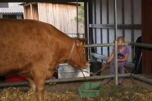 Stemningsbilleder 1 - En lille rask pige, der ikke går af vejen for at hjælpe farmand. Mille Kragelund i aktion.