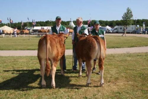 Stemningsbilleder 1 - Kvier 7-8 mdr.: Fløj Karensminde Emilia med 23 point. Ejer Jytte & Søren H. Jensen, Ansager.