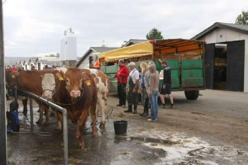 Stemningsbilleder 1 - Onsdag eftermiddag vælter det ind med dyr og mennesker til Landsskuepladsen i Herning.