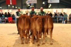 Stemningsbilleder 1 - Kvier 7-8 mdr.: Fløj og 23 point til Engkjær Edogan fra Jan Winum Povlsen