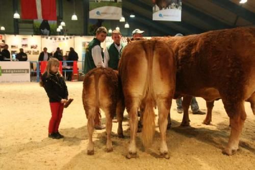 Stemningsbilleder 1 - Køer over 5 år med kalv: 23 point til Klarlund Vivi. Ejer Charlotte og René Westphal Laursen