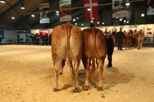 Stemningsbilleder 1 - Køer 3-5 år uden kalv: Fløj og 23 point til Amalie. Ejer Bodil og Jens Falkenberg