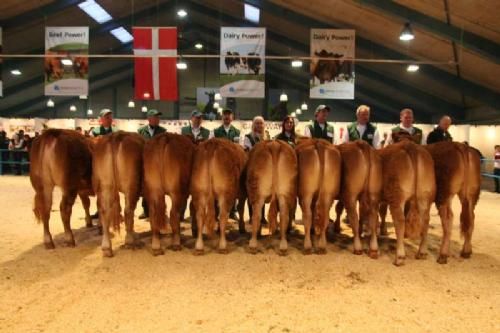 Stemningsbilleder 1 - Kvier 10-12 mdr.: Dagens største hold kvier. Fløj og 23 point og ærespræmie til Risvang Estella fra Bent Svenning Jessen.