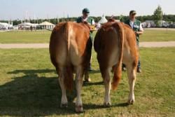 Stemningsbilleder 1 - Tyre 14-16 mdr.: Grønbjerg Domingo P, 23 point. Ejer Keld E. Aalykke Jensen