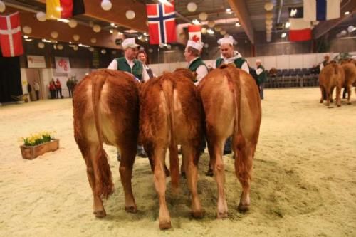 Stemningsbilleder 1 - Kvier 11-12 måneder. Fløj Kåskær Diamant fik tildelt 23 point. Ejer famlien Kusk Langballe