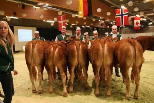 Stemningsbilleder 1 - Kvier ca. 11-13 måneder. Fløjvinder med 23 point og ærespræmie blev kvien Lindegården Dolly fra Lindegaarden Limousine