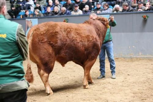 Stemningsbilleder 1 - Næste tyr i ringen Kalkenbjerg Polled Charles - sælger Jes Søgaard Jørgensen. Auktionens dyreste tyr.