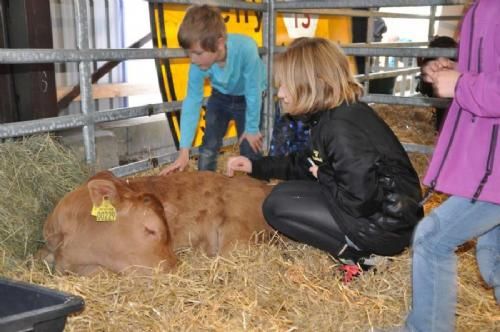 Stemningsbilleder - Den lille kalv, børnene kunne klappe i oplevelseshallen var også et tilløbsstykke, men hold da op det er trættende at være kalv med alle de børn i tre dage.