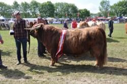 Stemningsbilleder - Interbreed-vinder blev Higland Cattle. Tillykke med det!