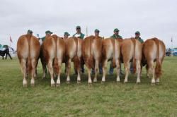 Stemningsbilleder - Kvier 12-15 mdr. Fløj til Sdr. Skovgårds Gibber. Ejer Knud Erik Szwed.